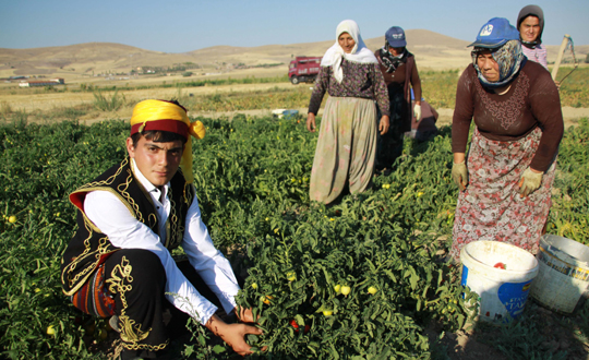 akkuzulu domates senlik agasi 2013