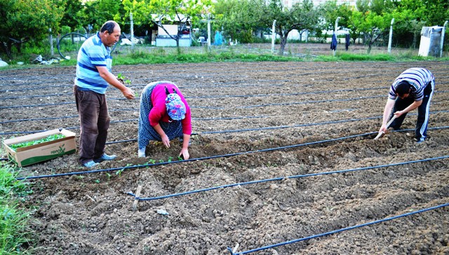 ciftciler fidelerini sil bastan dikiyor