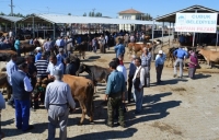 Kurbanlık Satışları Başladı