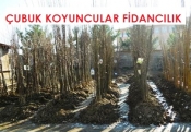 Çubuk Fidancılık