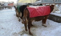 Kışın Zor Şartlarında Hayvanlarını Battaniye ile Koruyorlar