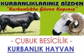 Çubuk Kurbanlık Hayvan | Adaklık Doğal Besicilik