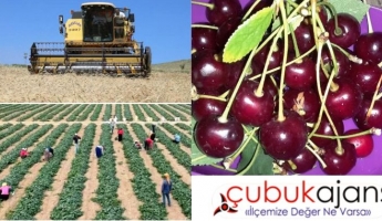 Hububat vişne salatalık hasadı başladı